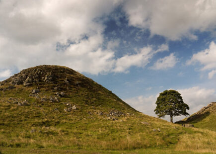 Sycamore Gap on the Wall