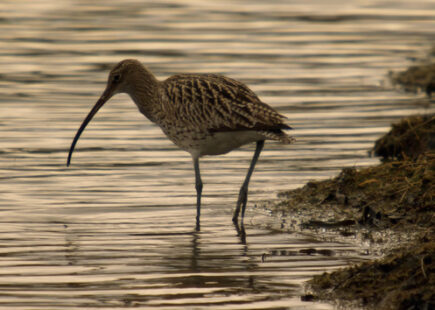 Curlew, iconic bird of Northumberland National Park