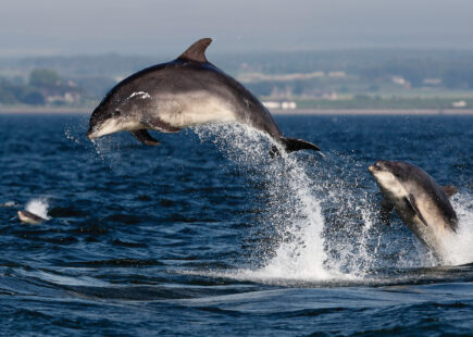 Bottlenose dolphins on the Moray Firth